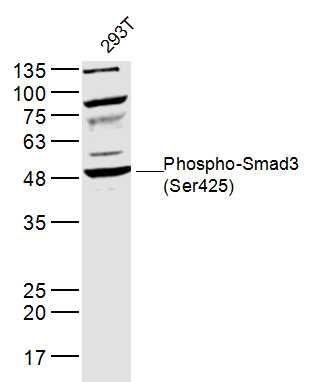 Phospho-Smad3 (Ser425)磷酸化细胞信号转