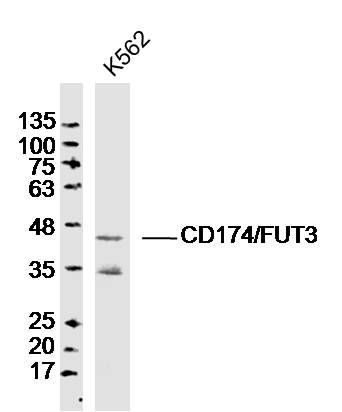 CD174/FUT3 antibody