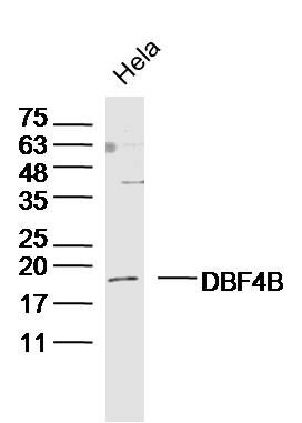 DBF4B antibody