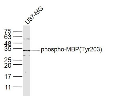 phospho-MBP(Tyr203) antibody