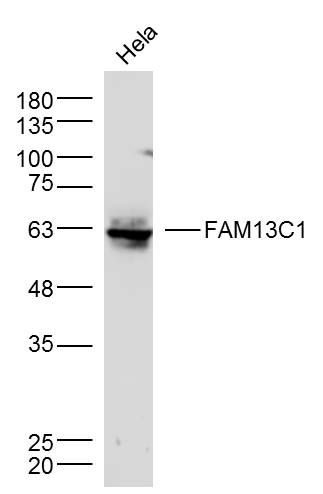 FAM13C1 antibody