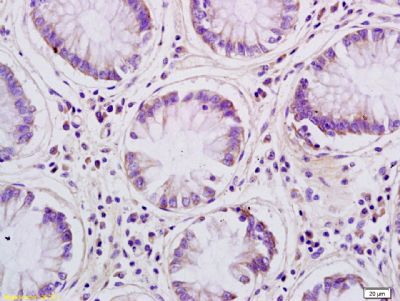 Aquaporin 8 antibody