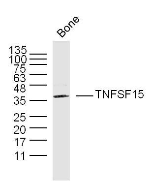 TNFSF15 antibody