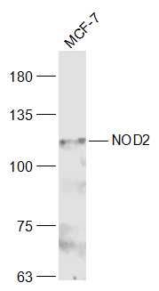 CARD15/NOD2 antibody