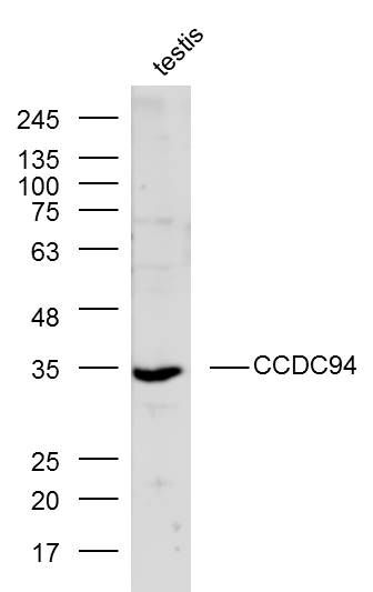 CCDC94 antibody