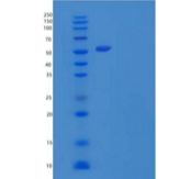 人信号调节蛋白α-1/SIRPA/CD172a重组蛋白C-Fc