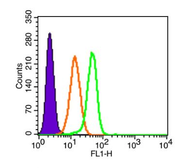 Tissue factor/CD142 antibody
