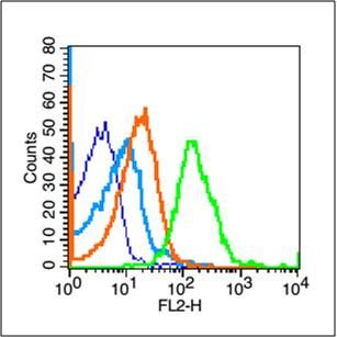phospho-TERT(Ser1125) antibody
