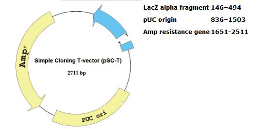 Simple Cloning T-Vector(pSC-T)