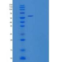 小鼠t细胞表面蛋白触觉重组蛋白