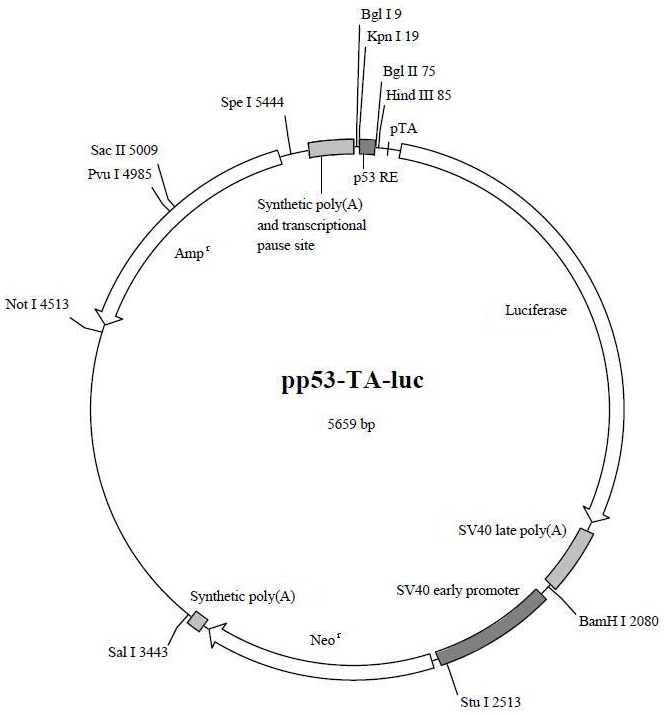 65979-42-2型D-乙酰氨基酸水解酶优惠价