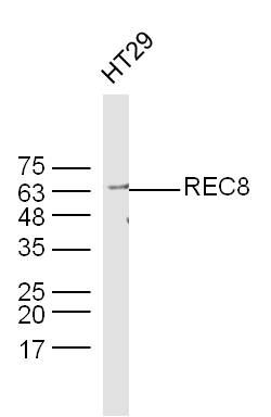 REC8 antibody