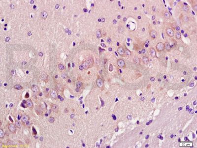 GAP43神经生长相关蛋白43抗体