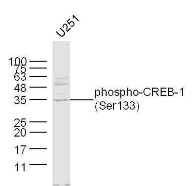 phospho-CREB-1(Ser133) antibod