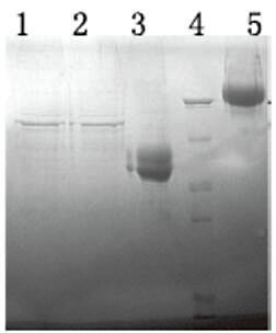 Protein A琼脂糖凝胶柱