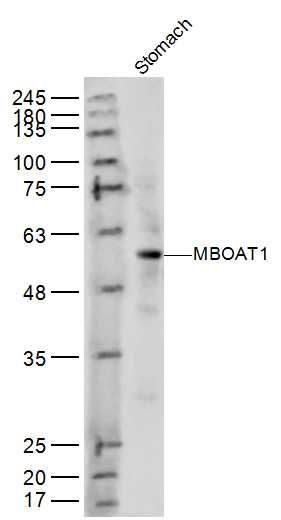MBOAT1 antibody