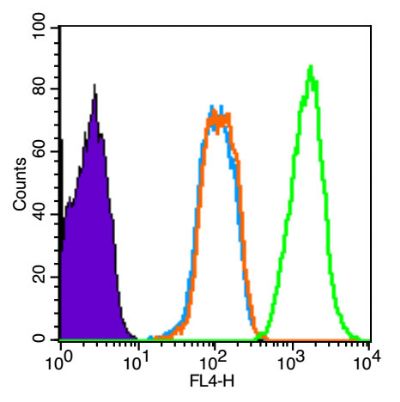 Phospho-Smad3 (Ser423 + Ser425