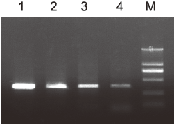 2×Pfu PCR MasterMix哪里卖