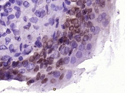 CCL26 Signal peptide antibody