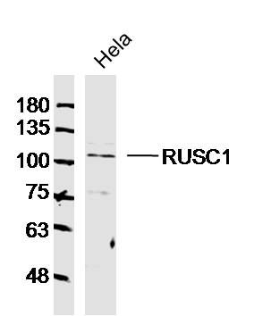 RUSC1抗体