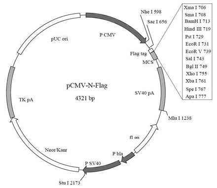 北京N端Flag标签融合蛋白质粒哪里卖
