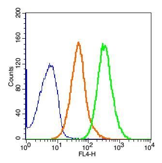 PRAME黑色素瘤优先表达抗原抗体