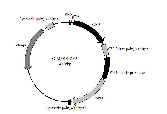 SRE-GFP报告基因质粒哪里买