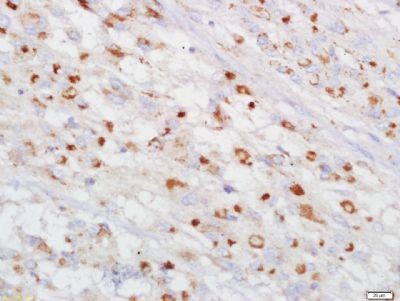 Connexin 43间隙连接蛋白43抗体