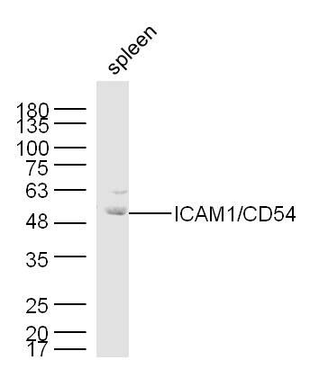 ICAM1/CD54 antibody