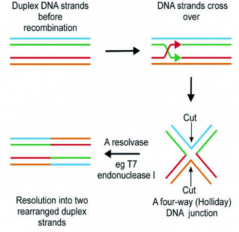 T7核酸内切酶I反应原理图