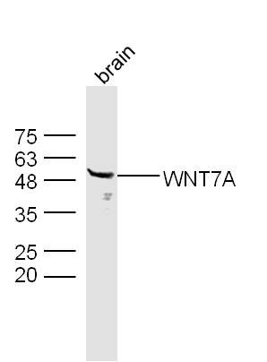 WNT7A antibody