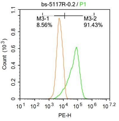 Hsc70热休克蛋白71抗体