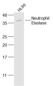 Neutrophil Elastase antibody
