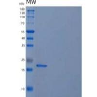 人再生胰岛衍生蛋白4/RELP重组蛋白C-6His