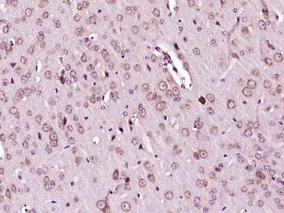 Histone binding protein/SLBP a