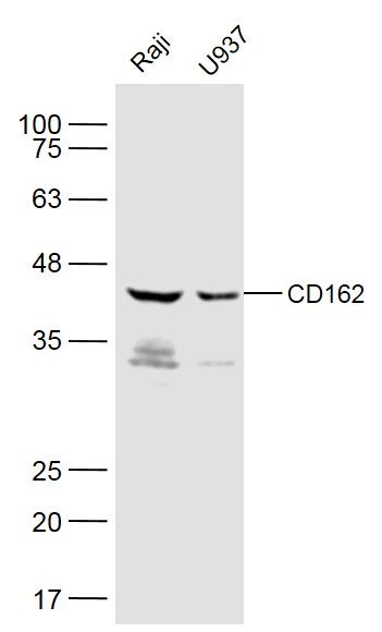 CD162 antibody