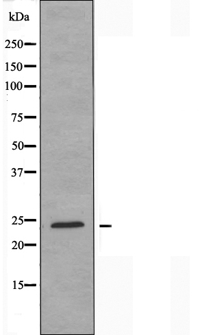 HMGB1 Antibody