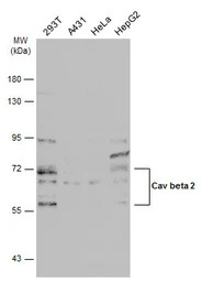 Cav beta 2 antibody