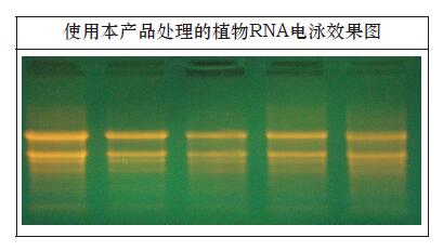 植物RNA提取专用高盐溶液