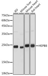 HSP22 antibody