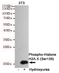 Histone H2A.X(Phospho-Ser139) 