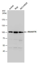 KIAA0776 antibody