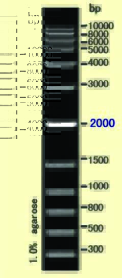 DNA ladder(300-10000bp)