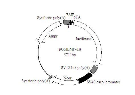 BMP-Luc荧光素酶报告基因质粒