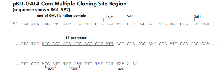 pBD-GAL4-Cam 载体多克隆位点 点击看大图 pBD-GAL4-Cam 多克隆位点