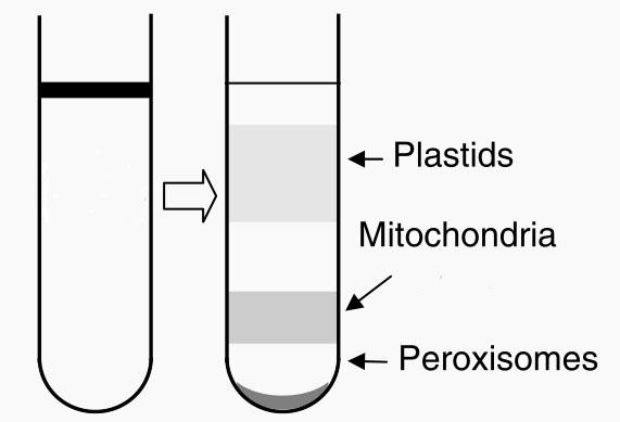 植物线粒体纯化试剂盒离心分层