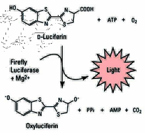 萤火虫荧光素酶催化的发光反应原理