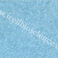 MINO、MINO细胞、人外周血套细胞淋巴瘤细胞/STR鉴定/镜像绮点(Cellverse)