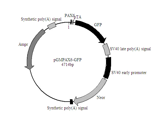 Pax6-GFP报告基因质粒