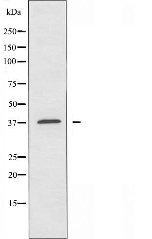 P2RY13 Antibody